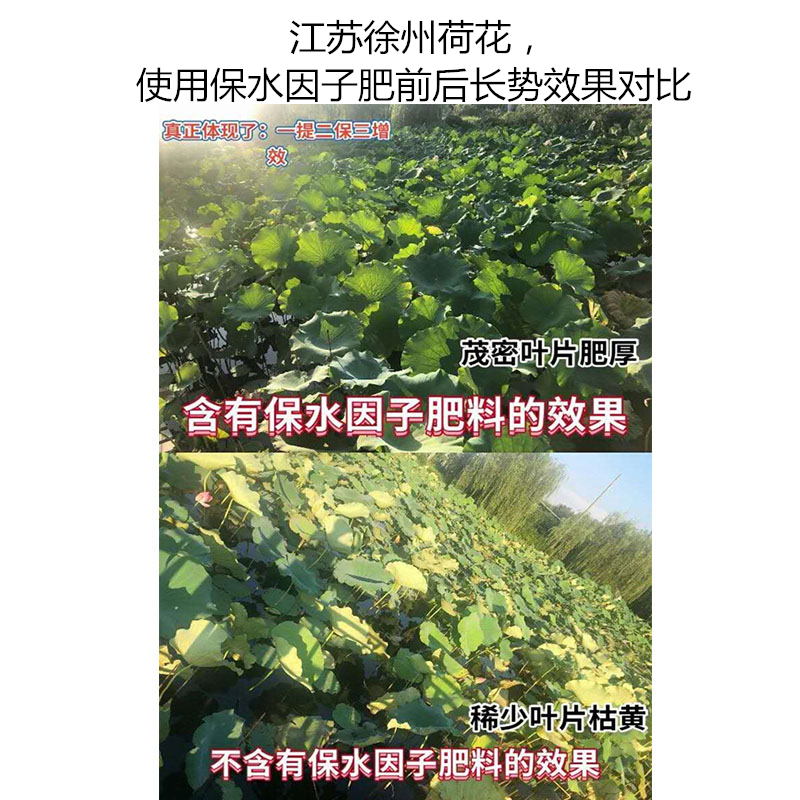 江蘇徐州荷花，使用保水因子肥前后長勢效果對比